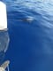 Sailing vacation in Greece on Catamaran White Pearl | Yacht4Less
