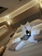 Sailboat White Bird  available to rent in Croatia | Yacht4Less