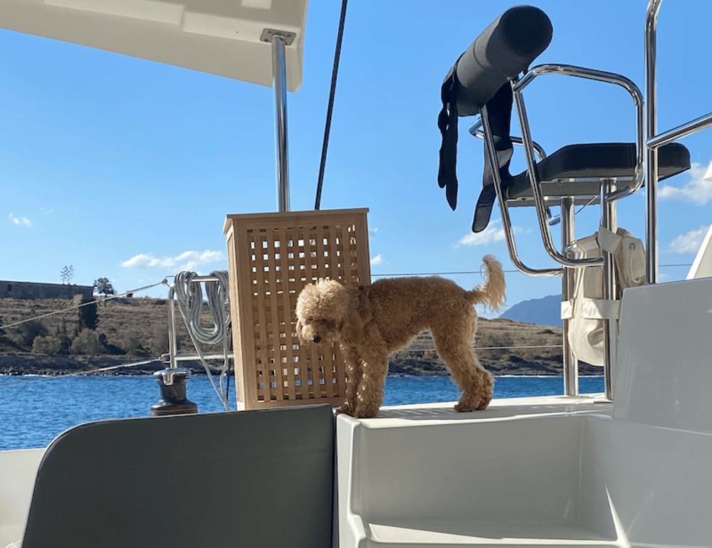poodle dog on board luxury catamaran on a charter in Greece
