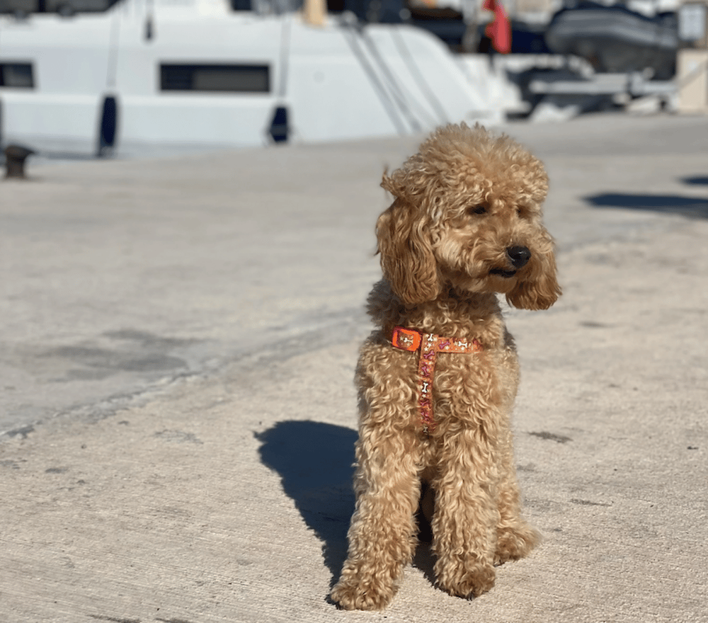dog on deck in a marina waiting to get on board a catamaran sailing holiday