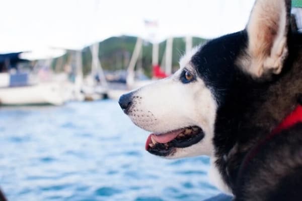 A happy Siberian Husky on a yacht, enjoying a scenic sailing holiday surrounded by boats and calm waters, perfect for pet-friendly sailing adventures.
