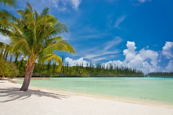 A pristine beach with white sand, turquoise waters, and a palm tree under a clear blue sky, showcasing the tropical beauty of sailing holidays in New Caledonia.