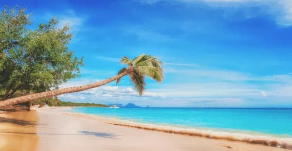 Tropical beach with a leaning palm tree and turquoise waters, ideal for winter sun sailing holidays in the Caribbean. Perfect destination for a yacht charter escape to warm weather and crystal-clear seas.
